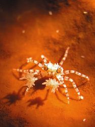 Coral Crab at North Sulawesi
Olympus 5050C, Supermacro m... by Pinky Voon 